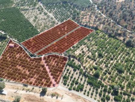 12.901 M² Tangerine Garden In Seferihisar Sığacık Taşdibi Area
