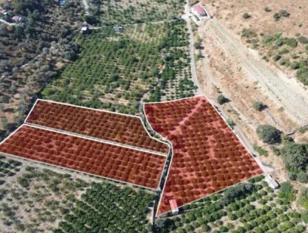 12.901 M² Tangerine Garden In Seferihisar Sığacık Taşdibi Area