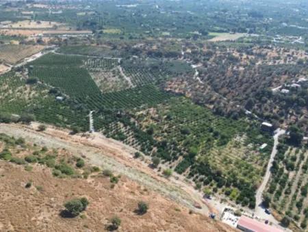 12.901 M² Tangerine Garden In Seferihisar Sığacık Taşdibi Area