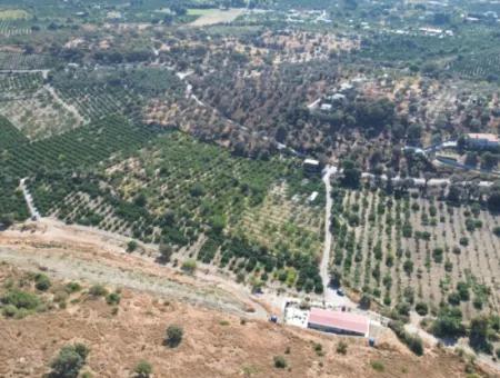 12.901 M² Tangerine Garden In Seferihisar Sığacık Taşdibi Area