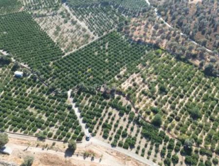 12.901 M² Tangerine Garden In Seferihisar Sığacık Taşdibi Area