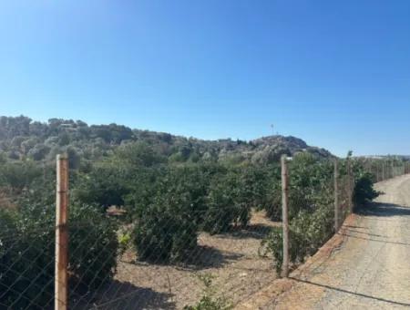 12.901 M² Tangerine Garden In Seferihisar Sığacık Taşdibi Area