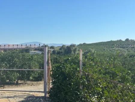 12.901 M² Tangerine Garden In Seferihisar Sığacık Taşdibi Area