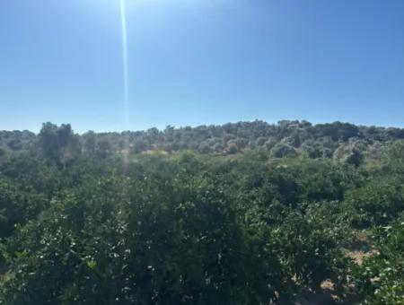 12.901 M² Tangerine Garden In Seferihisar Sığacık Taşdibi Area