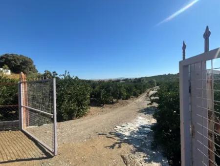 12.901 M² Tangerine Garden In Seferihisar Sığacık Taşdibi Area