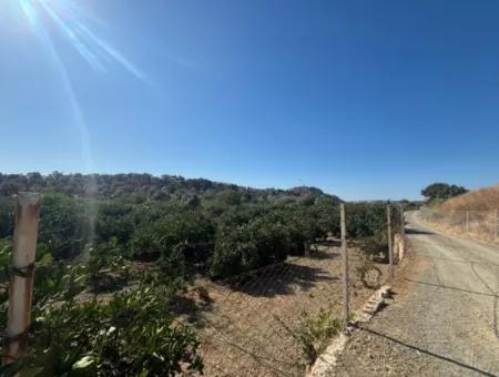 12.901 M² Tangerine Garden In Seferihisar Sığacık Taşdibi Area