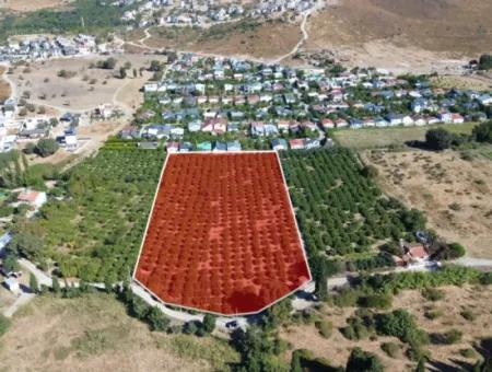 6.474 M² Tangerine Orchard In Seferihisar Siğacik Karagöl – Taşdibi Locality
