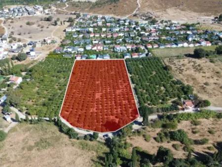 6.474 M² Tangerine Orchard In Seferihisar Siğacik Karagöl – Taşdibi Locality