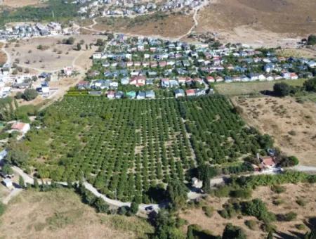 6.474 M² Tangerine Orchard In Seferihisar Siğacik Karagöl – Taşdibi Locality
