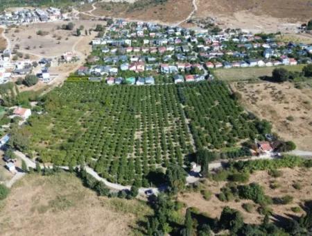 6.474 M² Tangerine Orchard In Seferihisar Siğacik Karagöl – Taşdibi Locality