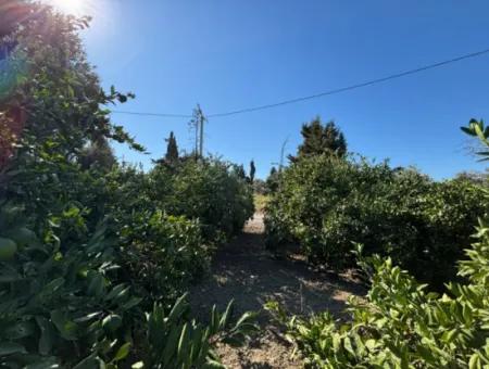 6.474 M² Tangerine Orchard In Seferihisar Siğacik Karagöl – Taşdibi Locality