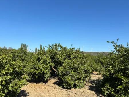 6.474 M² Tangerine Orchard In Seferihisar Siğacik Karagöl – Taşdibi Locality