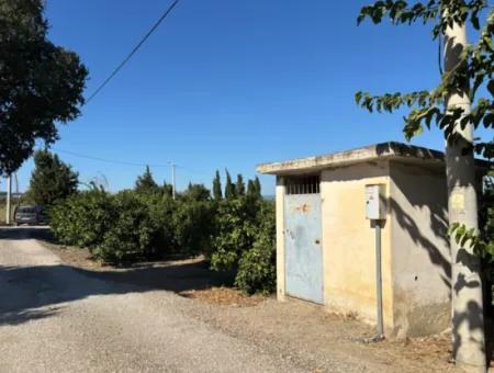 6.474 M² Tangerine Orchard In Seferihisar Siğacik Karagöl – Taşdibi Locality