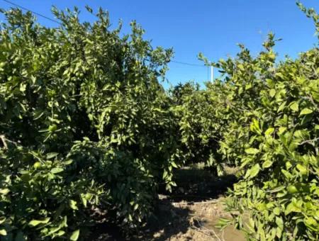 6.474 M² Tangerine Orchard In Seferihisar Siğacik Karagöl – Taşdibi Locality