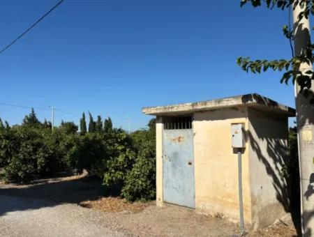 6.474 M² Tangerine Orchard In Seferihisar Siğacik Karagöl – Taşdibi Locality