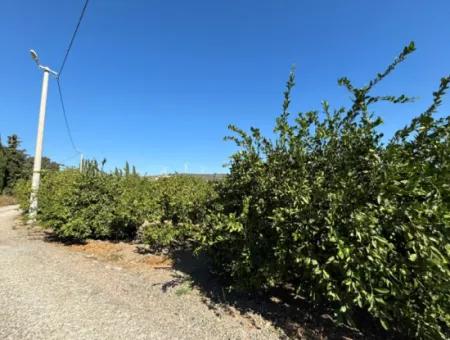 6.474 M² Tangerine Orchard In Seferihisar Siğacik Karagöl – Taşdibi Locality