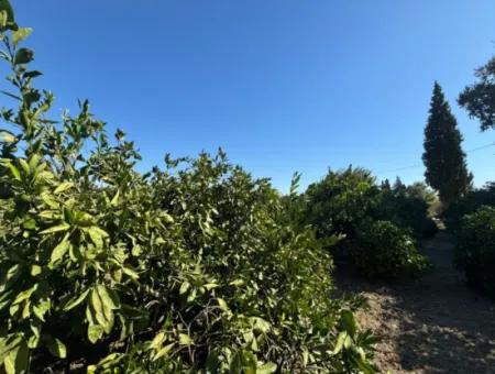 6.474 M² Tangerine Orchard In Seferihisar Siğacik Karagöl – Taşdibi Locality