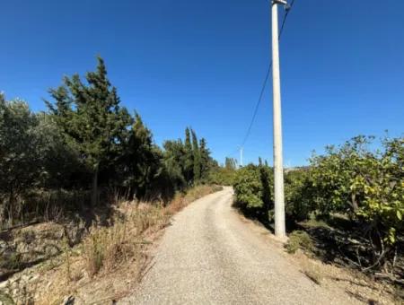 6.474 M² Tangerine Orchard In Seferihisar Siğacik Karagöl – Taşdibi Locality