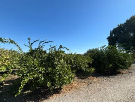 6.474 M² Tangerine Orchard In Seferihisar Siğacik Karagöl – Taşdibi Locality