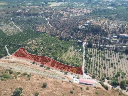 4.915 M² Tangerine Orchard For Sale In Seferihisar Sığacık Taşdibi