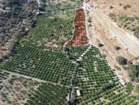 4.915 M² Tangerine Orchard For Sale In Seferihisar Sığacık Taşdibi