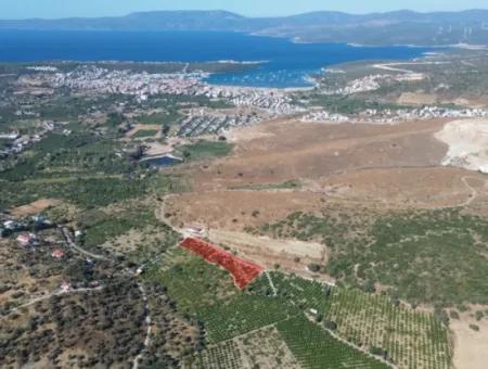 4.915 M² Tangerine Orchard For Sale In Seferihisar Sığacık Taşdibi
