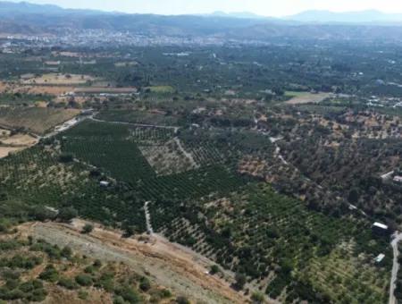 4.915 M² Tangerine Orchard For Sale In Seferihisar Sığacık Taşdibi