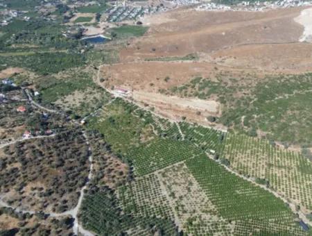 4.915 M² Tangerine Orchard For Sale In Seferihisar Sığacık Taşdibi