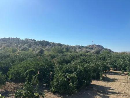 4.915 M² Tangerine Orchard For Sale In Seferihisar Sığacık Taşdibi
