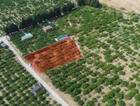 For Sale In Seferihisar Düzce 2.628,64 M² Tangerine Grove