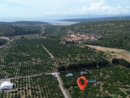 For Sale In Seferihisar Düzce 2.628,64 M² Tangerine Grove