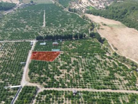 For Sale In Seferihisar Düzce 2.628,64 M² Tangerine Grove