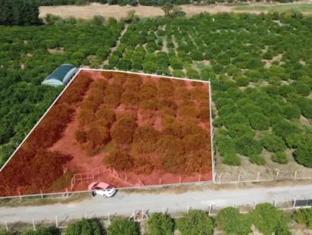 For Sale In Seferihisar Düzce 2.628,64 M² Tangerine Grove