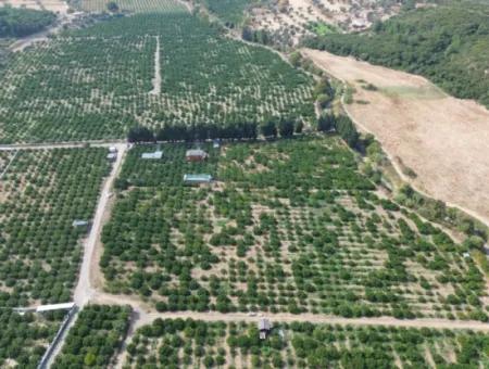For Sale In Seferihisar Düzce 2.628,64 M² Tangerine Grove