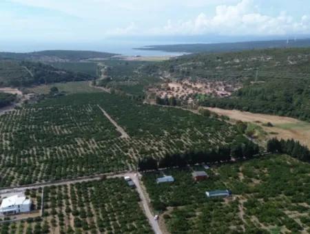 For Sale In Seferihisar Düzce 2.628,64 M² Tangerine Grove