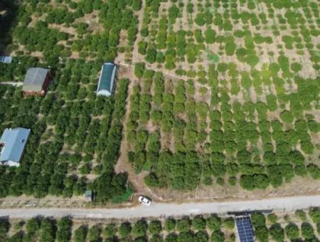 For Sale In Seferihisar Düzce 2.628,64 M² Tangerine Grove