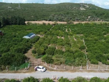 For Sale In Seferihisar Düzce 2.628,64 M² Tangerine Grove
