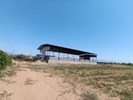 Large Plot Of Land Suitable For Farm Construction In Tire Peşrefli - Investment Opportunity!