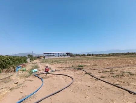 Large Plot Of Land Suitable For Farm Construction In Tire Peşrefli - Investment Opportunity!