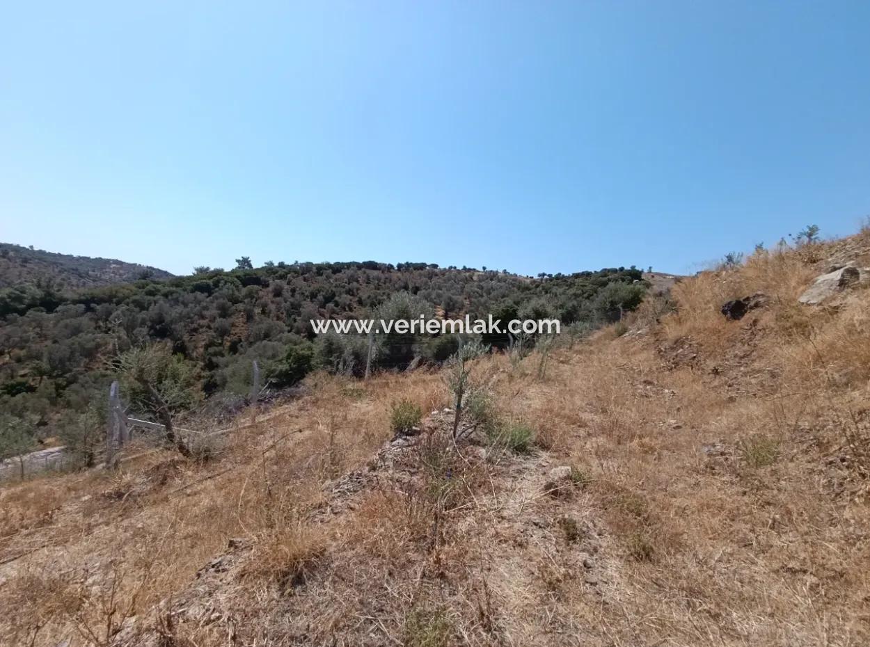 Seferihisar Ulamış Yolunda, Yatırım Fırsatı! Panoramik Manzaralı 1700 M² Zeytinlik Arsa