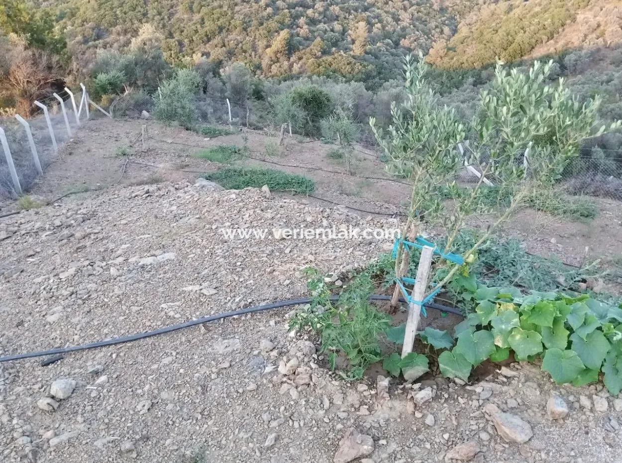 Seferihisar Ulamış Yolunda, Yatırım Fırsatı! Panoramik Manzaralı 1700 M² Zeytinlik Arsa