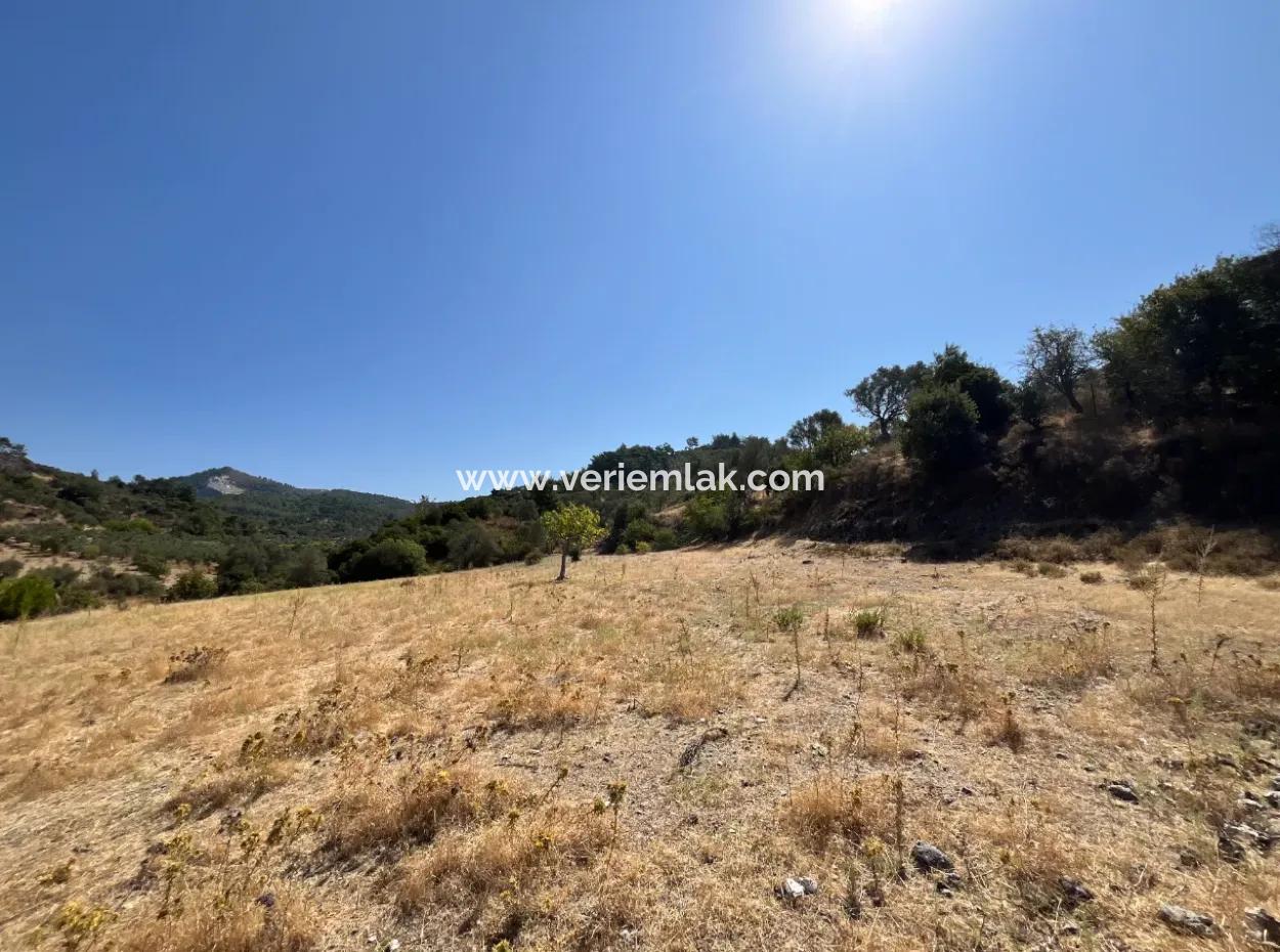 Seferihisar Beyler Yolunda Yatırıma Uygun 15 Dönüm Zeytinlik