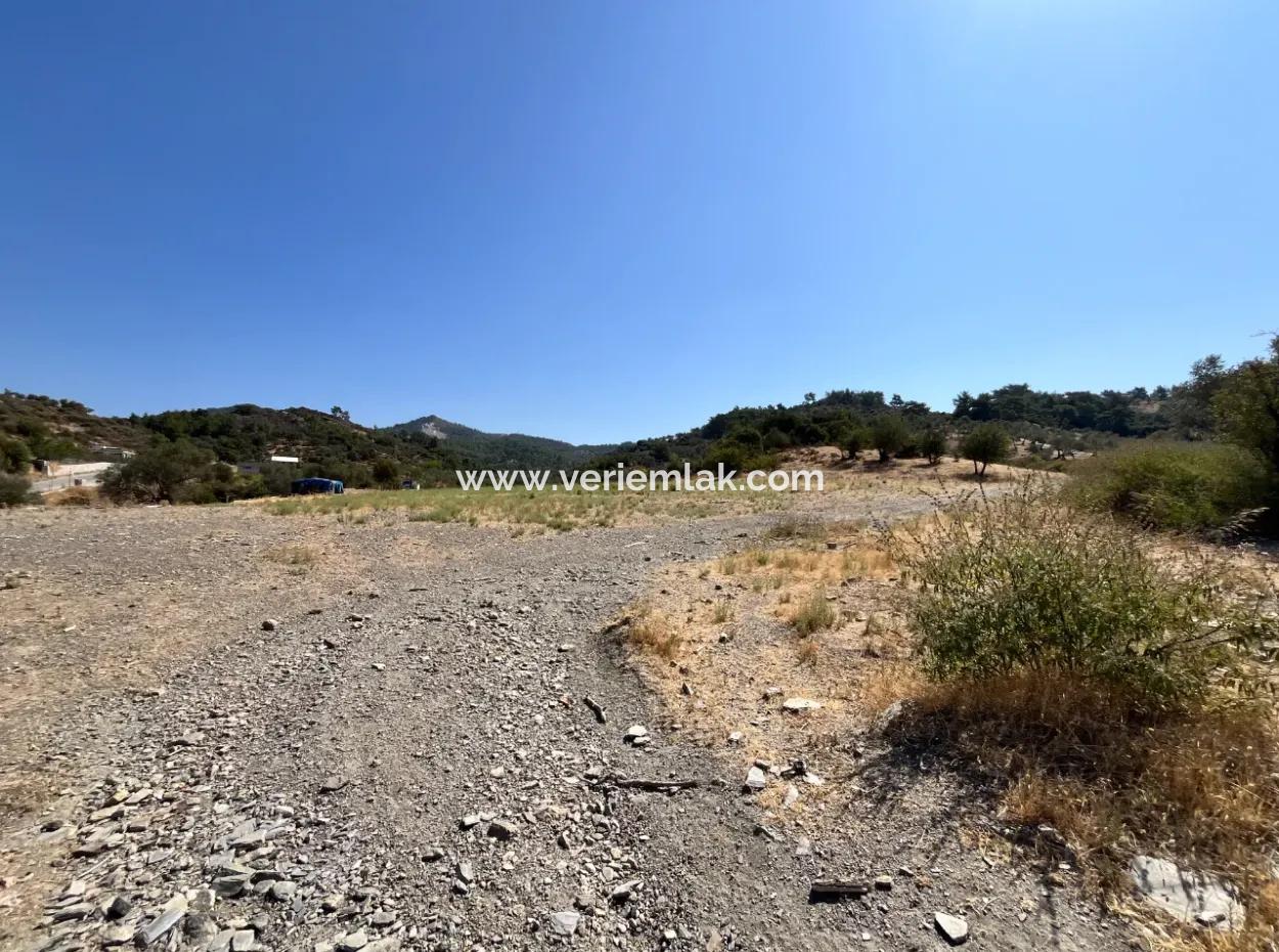 Seferihisar Beyler Yolunda Yatırıma Uygun 15 Dönüm Zeytinlik