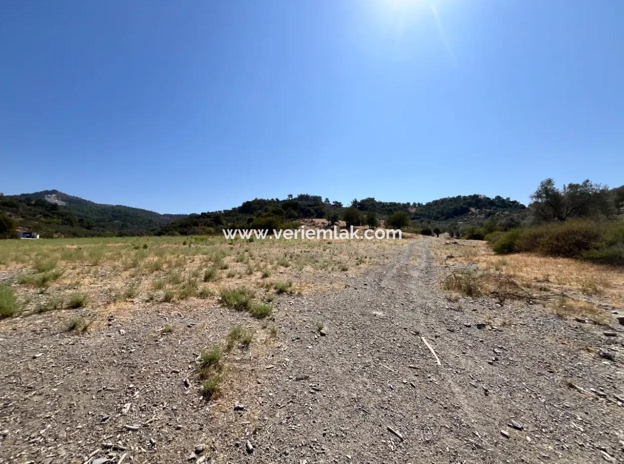 Seferihisar Beyler Yolunda Yatırıma Uygun 15 Dönüm Zeytinlik