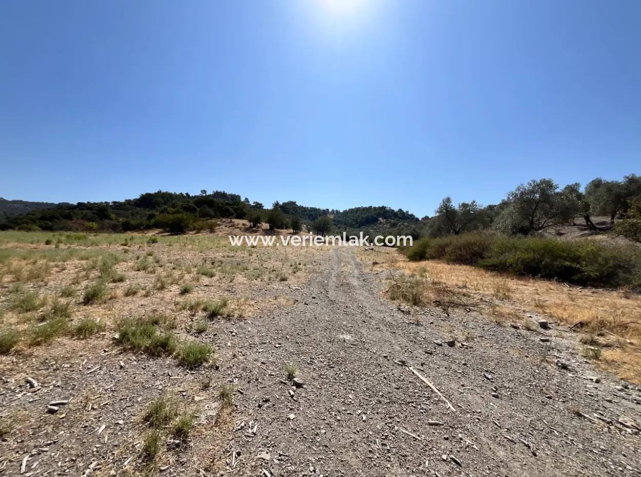 Seferihisar Beyler Yolunda Yatırıma Uygun 15 Dönüm Zeytinlik