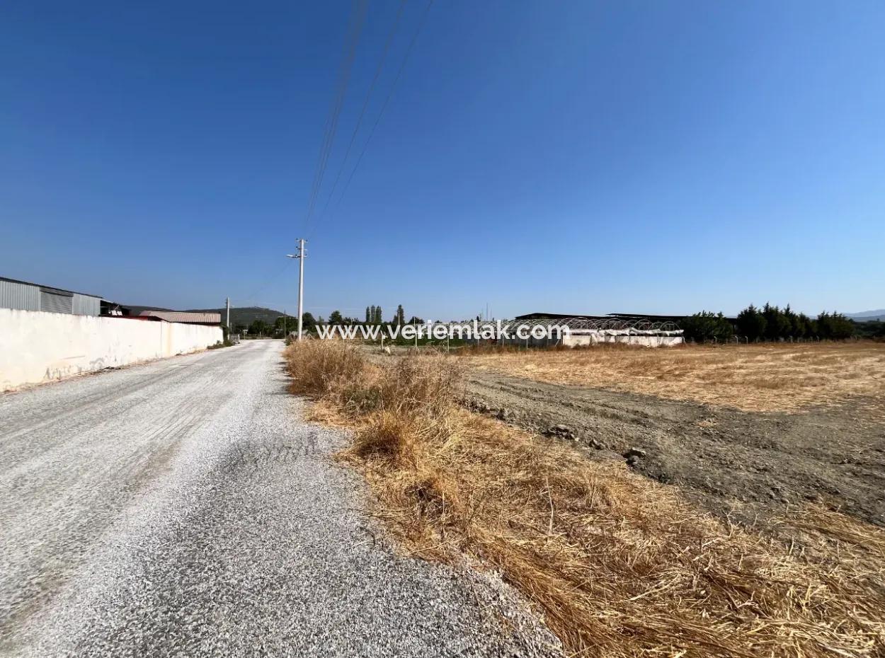 Seferihisar Düzce Mahallesi’nde 5300 M² Verimli Tarım Ve Hayvancılığa Elverişli Arsa!