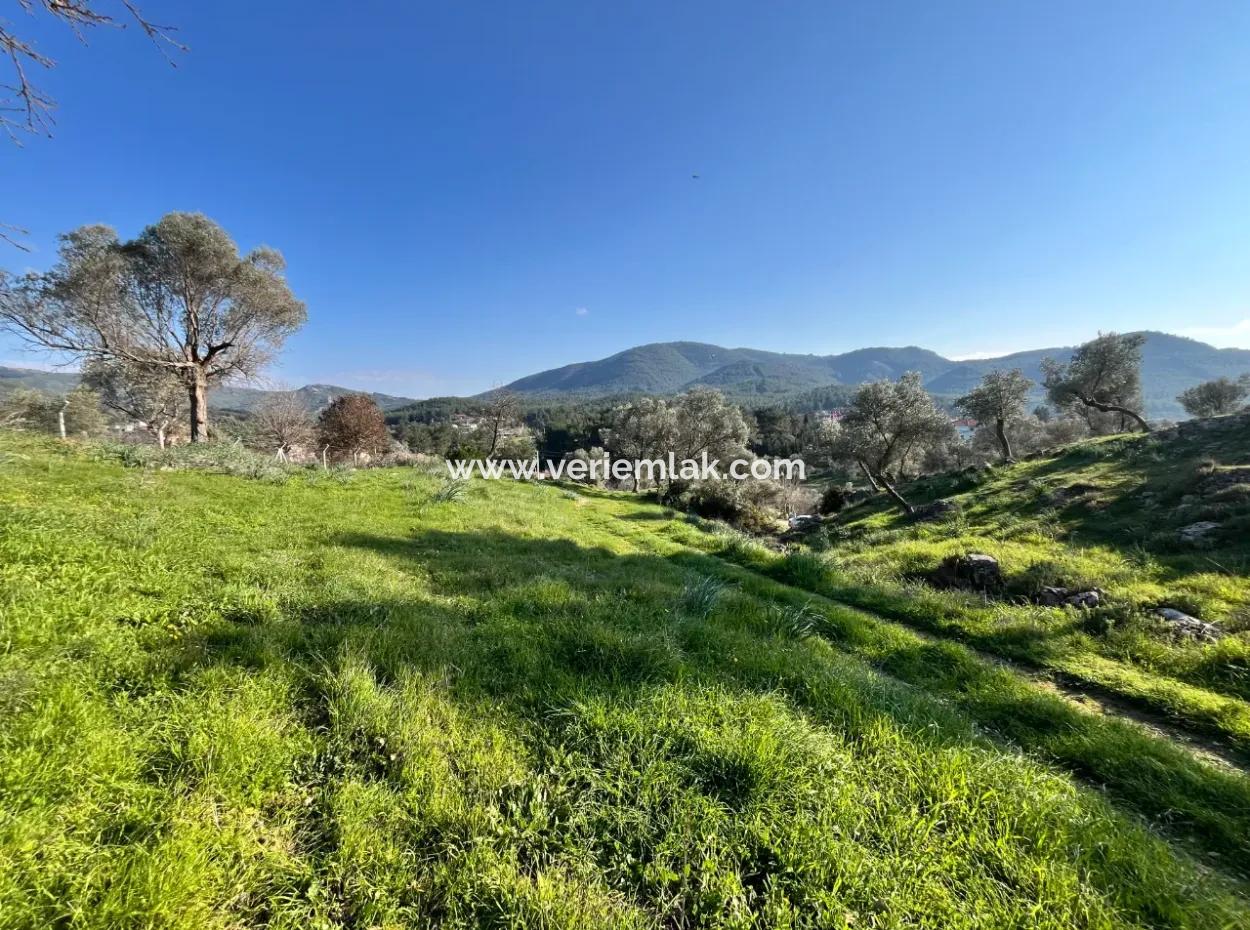 Seferihisar Orhanlı’da 10.000 M² Kadastral Yola Cepheli, Panoramik Doğa Manzaralı Satılık Arsa