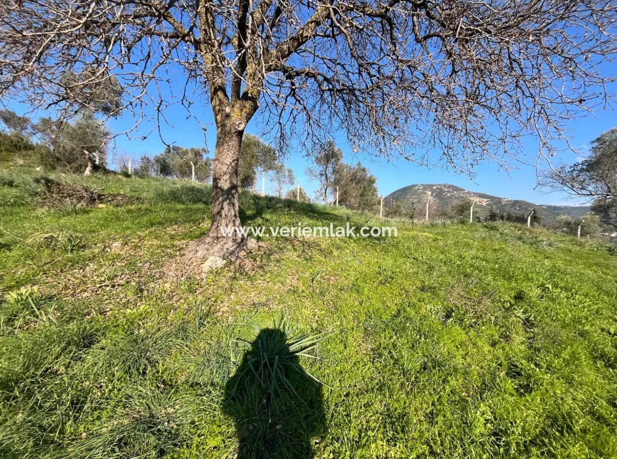 Seferihisar Orhanlı’da 10.000 M² Kadastral Yola Cepheli, Panoramik Doğa Manzaralı Satılık Arsa