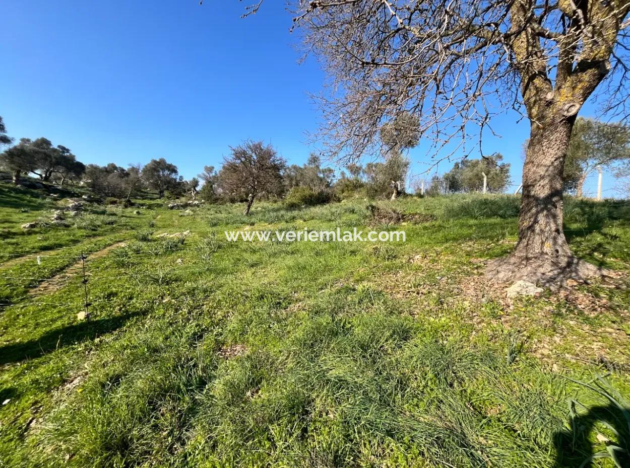 Seferihisar Orhanlı’da 10.000 M² Kadastral Yola Cepheli, Panoramik Doğa Manzaralı Satılık Arsa