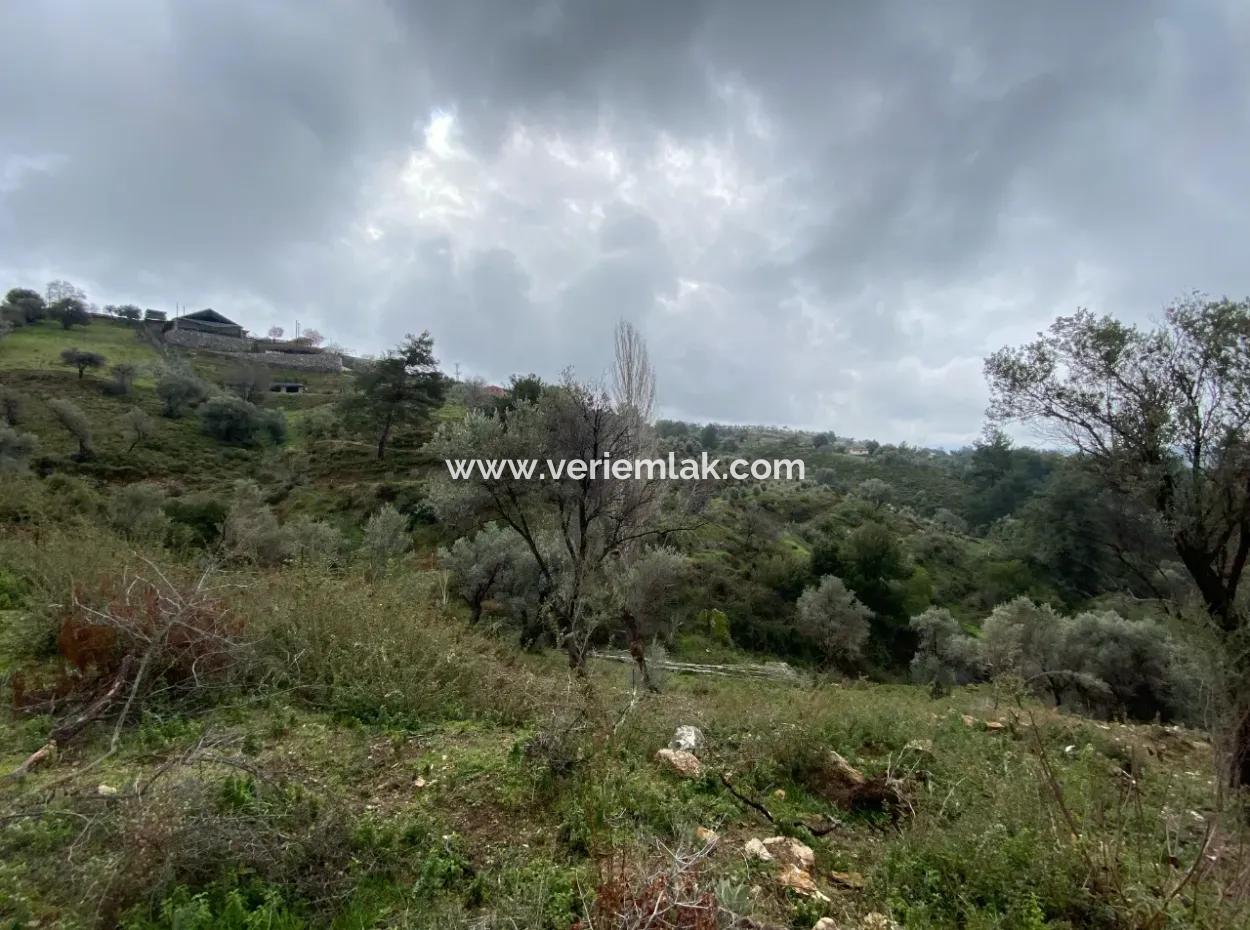 Seferihisar Beyler’de 2000 M² Zeytinlik – Köy Merkezine 200 Metre!